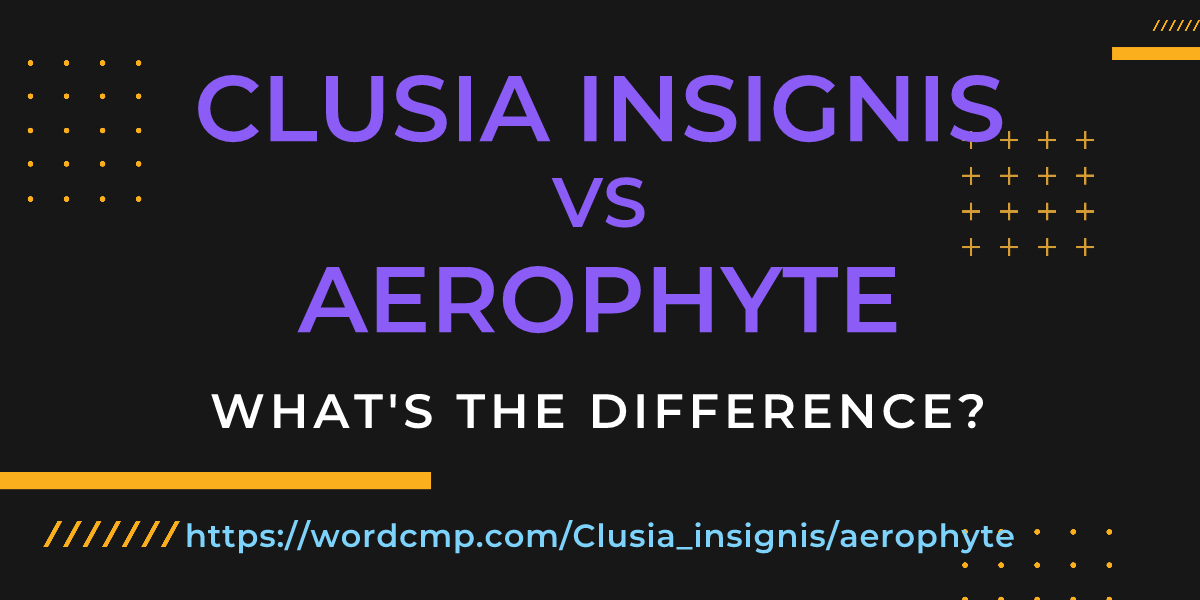 Difference between Clusia insignis and aerophyte