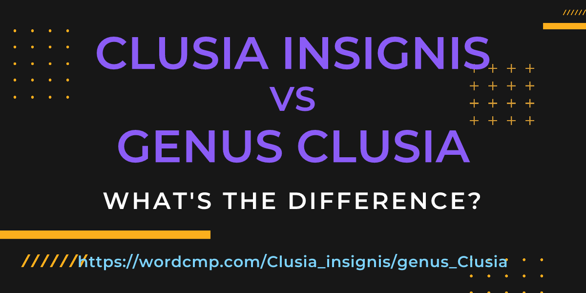Difference between Clusia insignis and genus Clusia