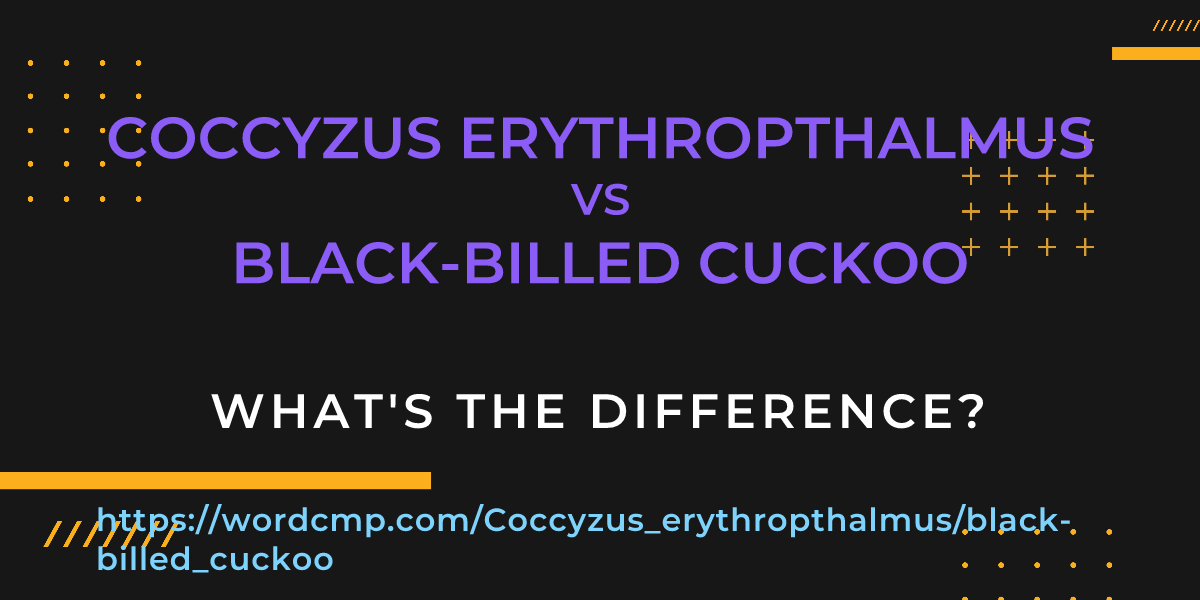 Difference between Coccyzus erythropthalmus and black-billed cuckoo