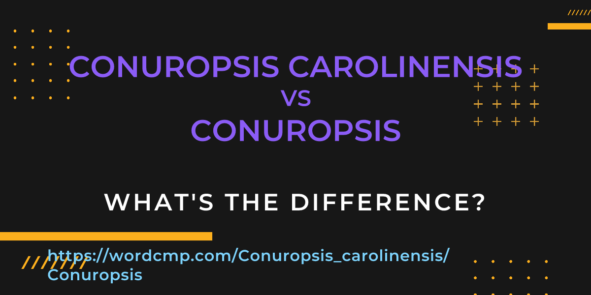 Difference between Conuropsis carolinensis and Conuropsis