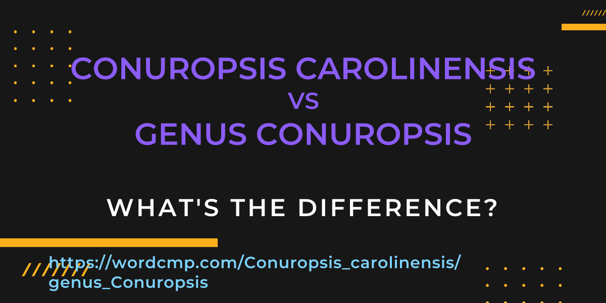 Difference between Conuropsis carolinensis and genus Conuropsis