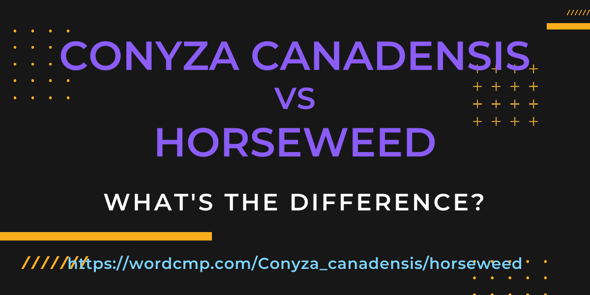 Difference between Conyza canadensis and horseweed