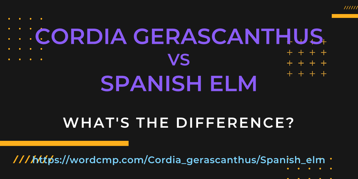 Difference between Cordia gerascanthus and Spanish elm
