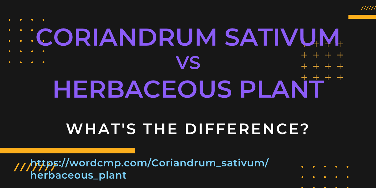 Difference between Coriandrum sativum and herbaceous plant