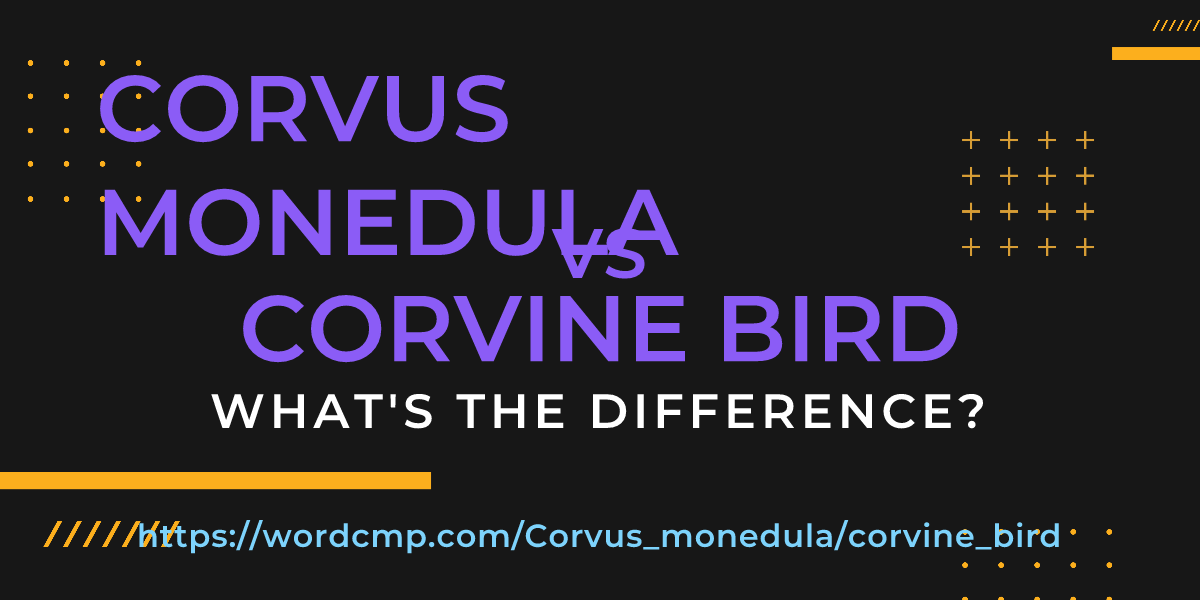Difference between Corvus monedula and corvine bird