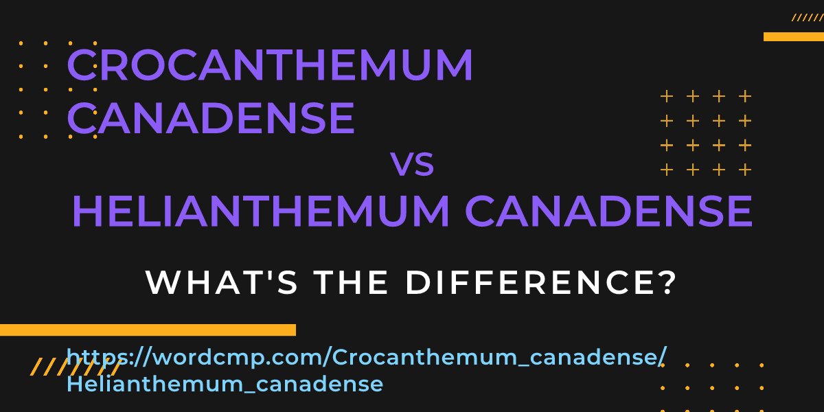 Difference between Crocanthemum canadense and Helianthemum canadense