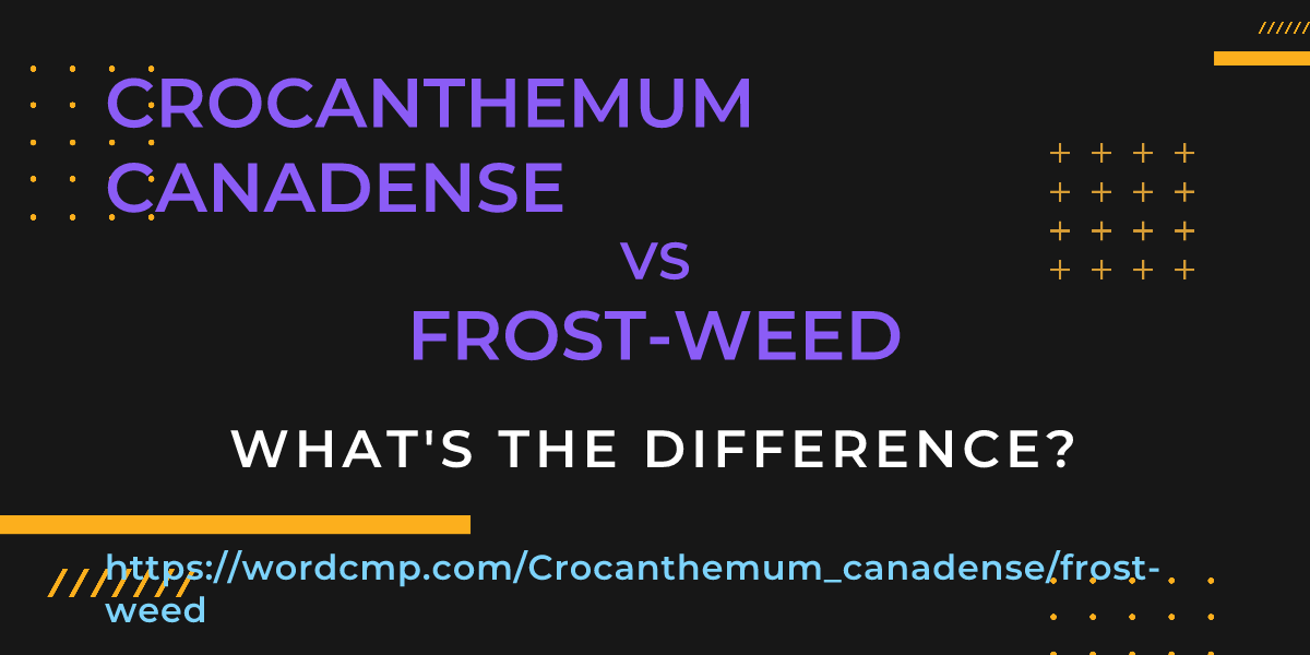 Difference between Crocanthemum canadense and frost-weed