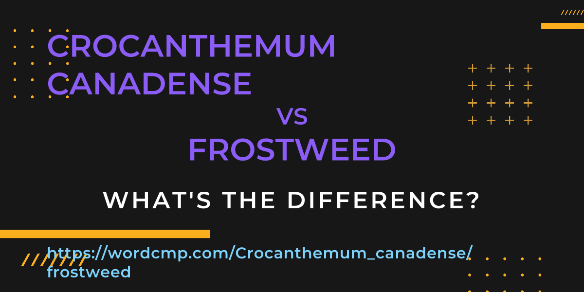 Difference between Crocanthemum canadense and frostweed