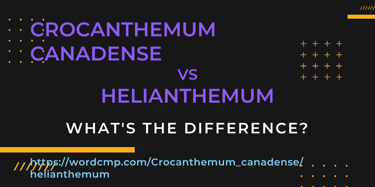 Difference between Crocanthemum canadense and helianthemum