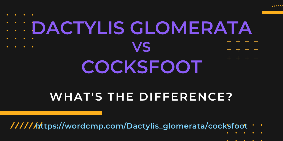 Difference between Dactylis glomerata and cocksfoot
