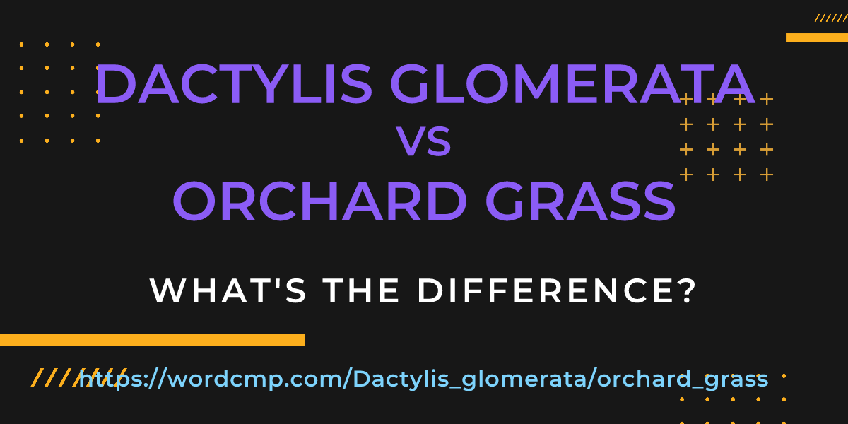 Difference between Dactylis glomerata and orchard grass