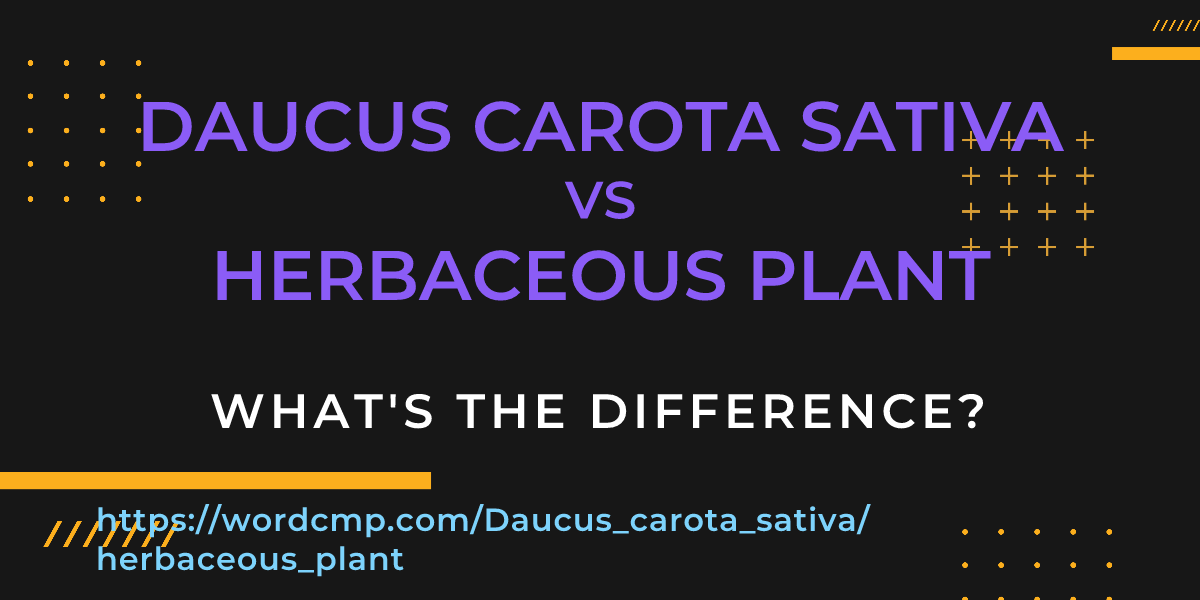 Difference between Daucus carota sativa and herbaceous plant