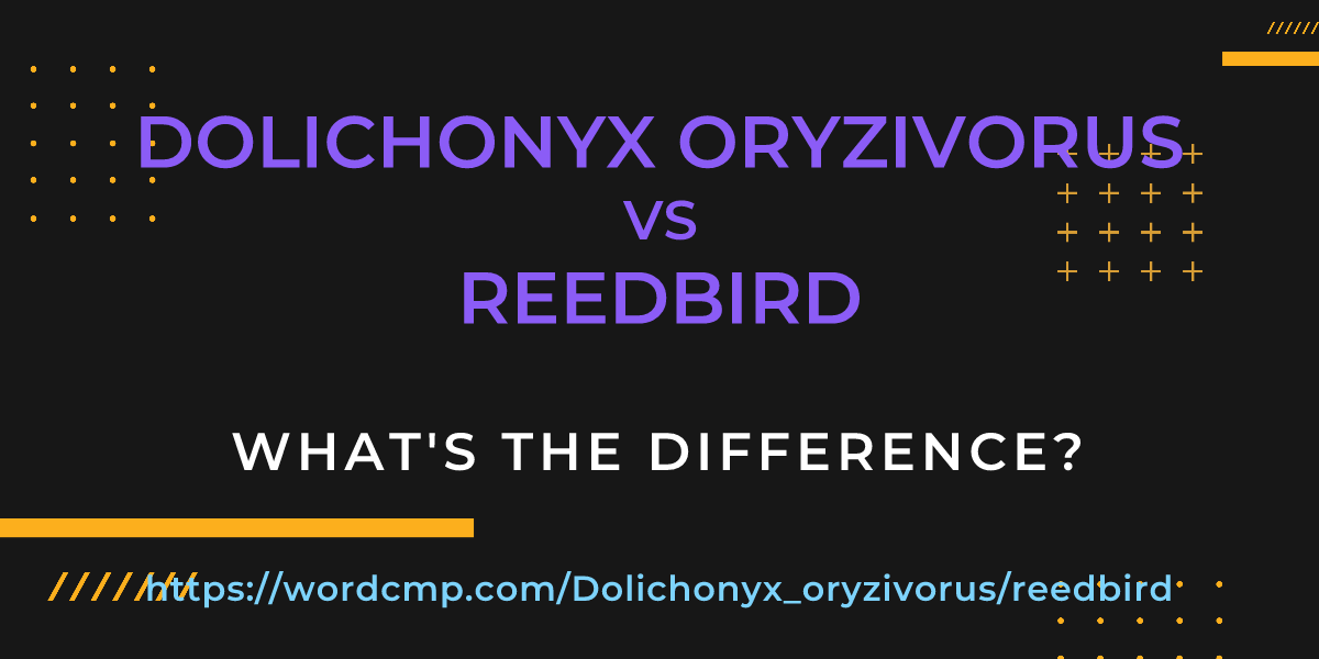 Difference between Dolichonyx oryzivorus and reedbird