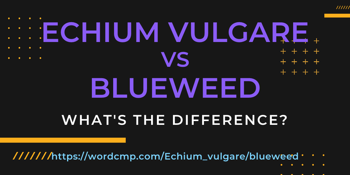 Difference between Echium vulgare and blueweed