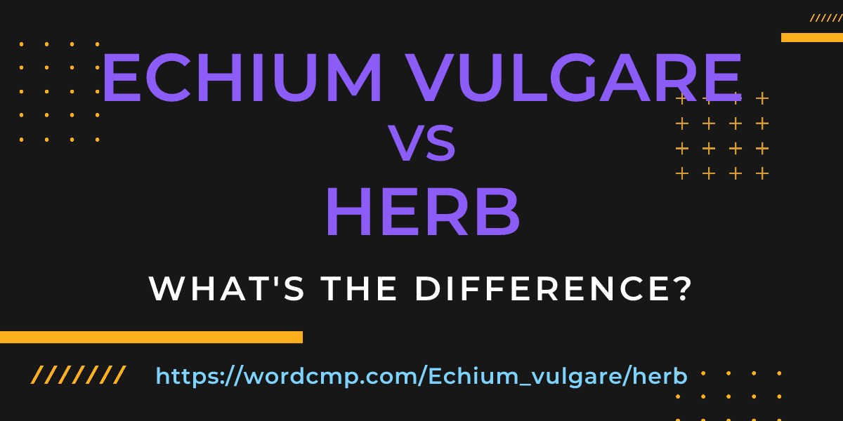 Difference between Echium vulgare and herb