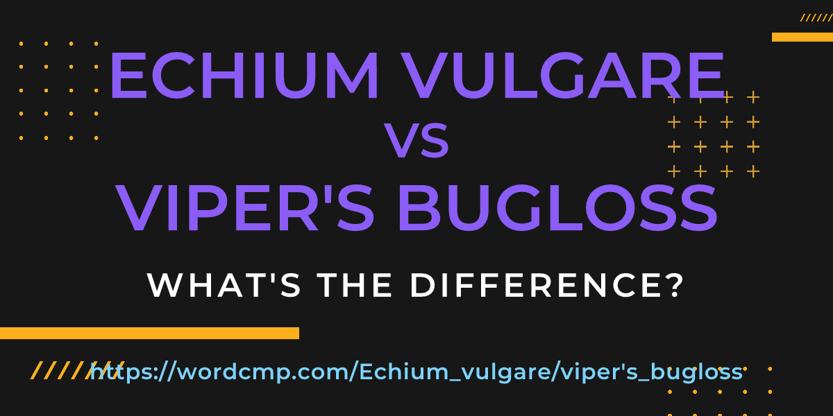 Difference between Echium vulgare and viper's bugloss