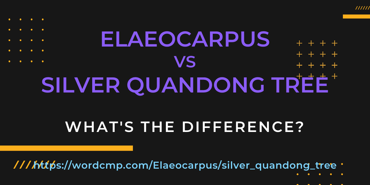 Difference between Elaeocarpus and silver quandong tree