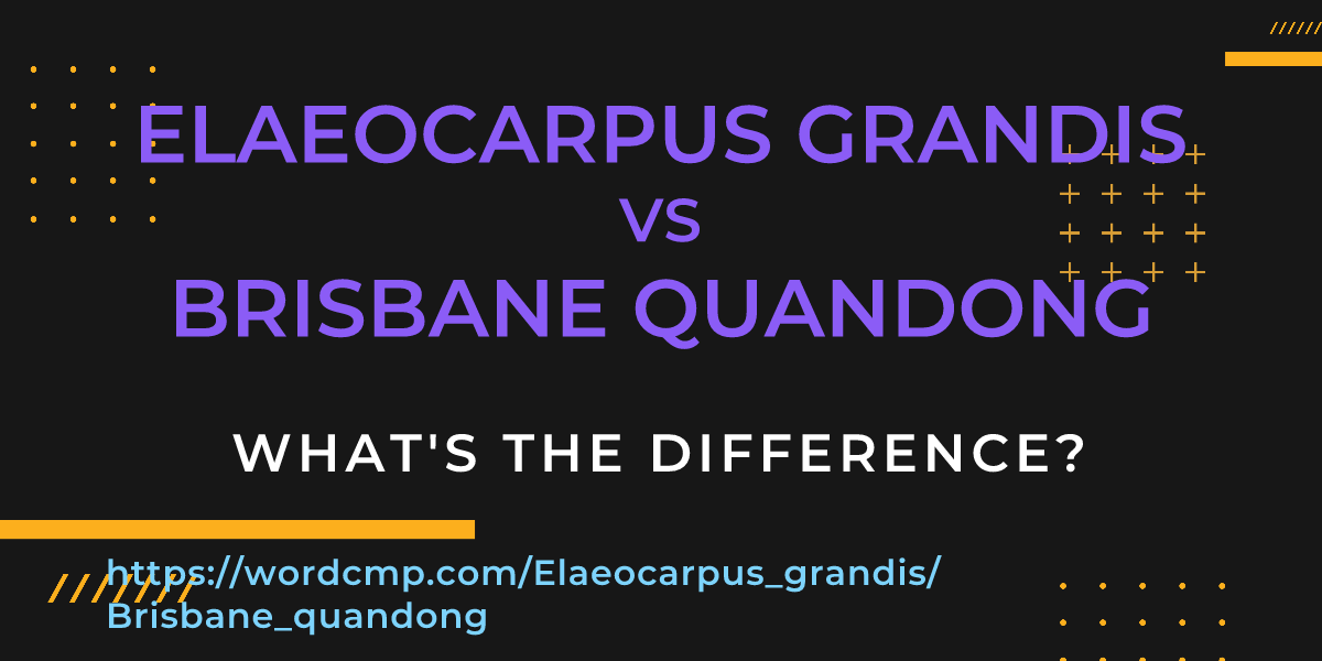 Difference between Elaeocarpus grandis and Brisbane quandong