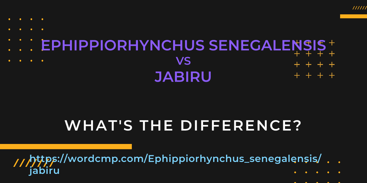 Difference between Ephippiorhynchus senegalensis and jabiru