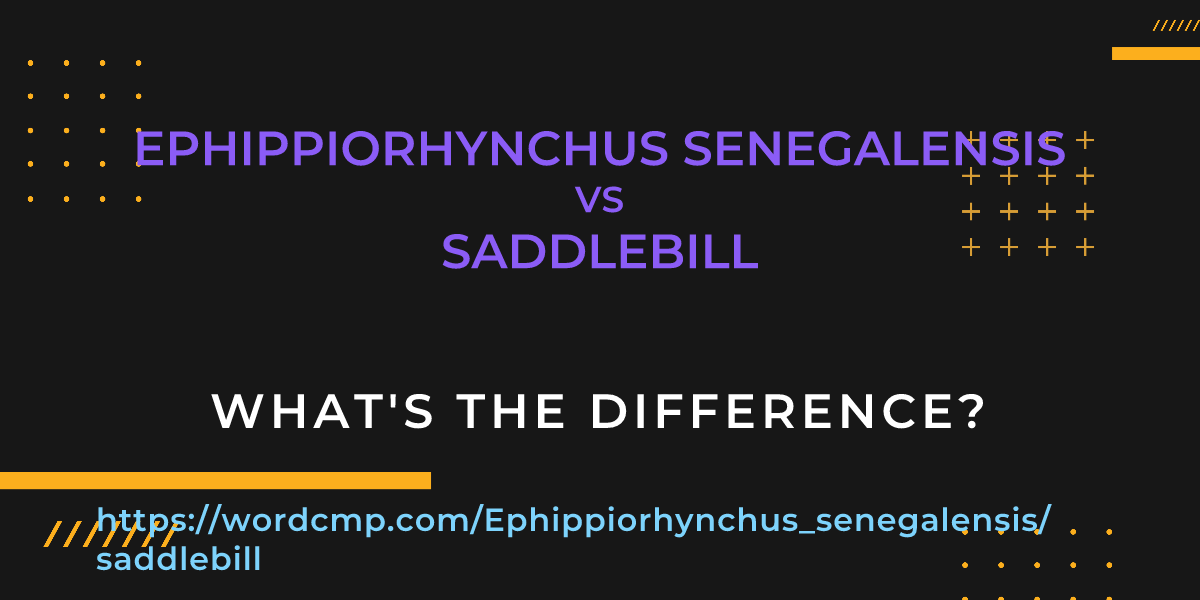Difference between Ephippiorhynchus senegalensis and saddlebill