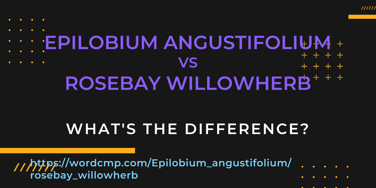 Difference between Epilobium angustifolium and rosebay willowherb