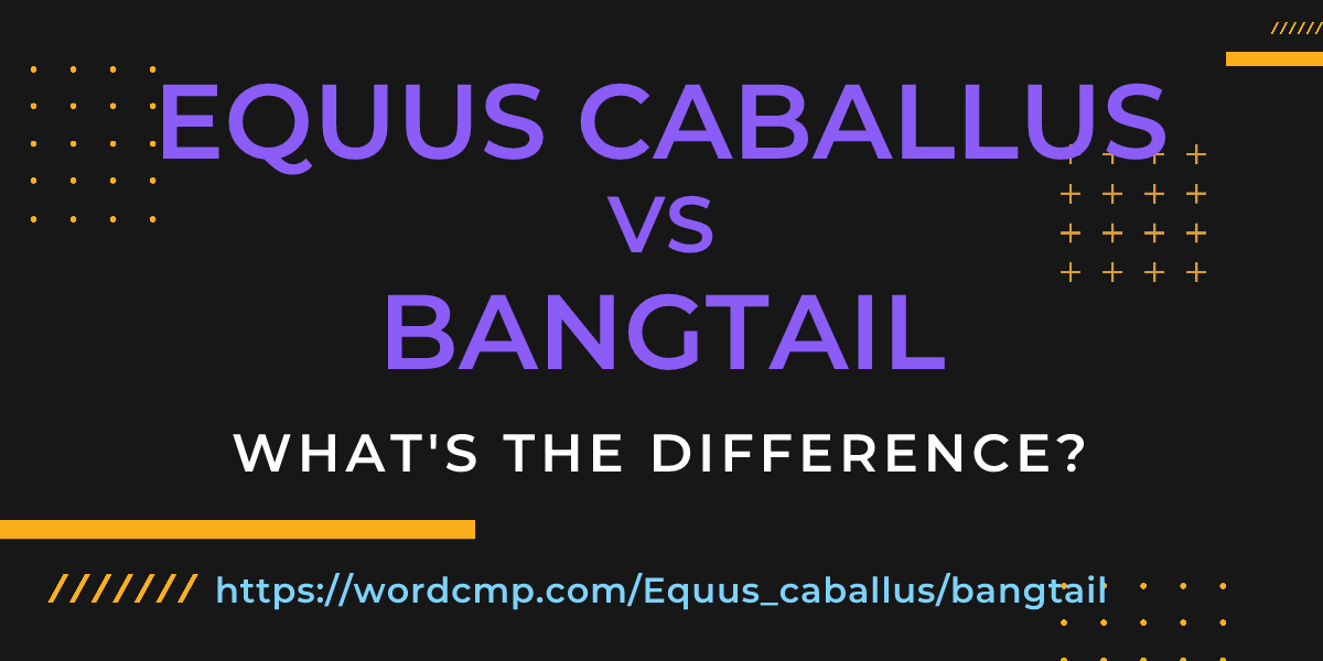 Difference between Equus caballus and bangtail