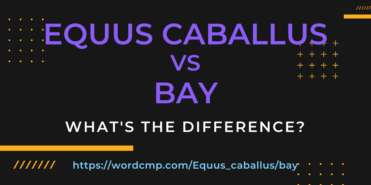 Difference between Equus caballus and bay