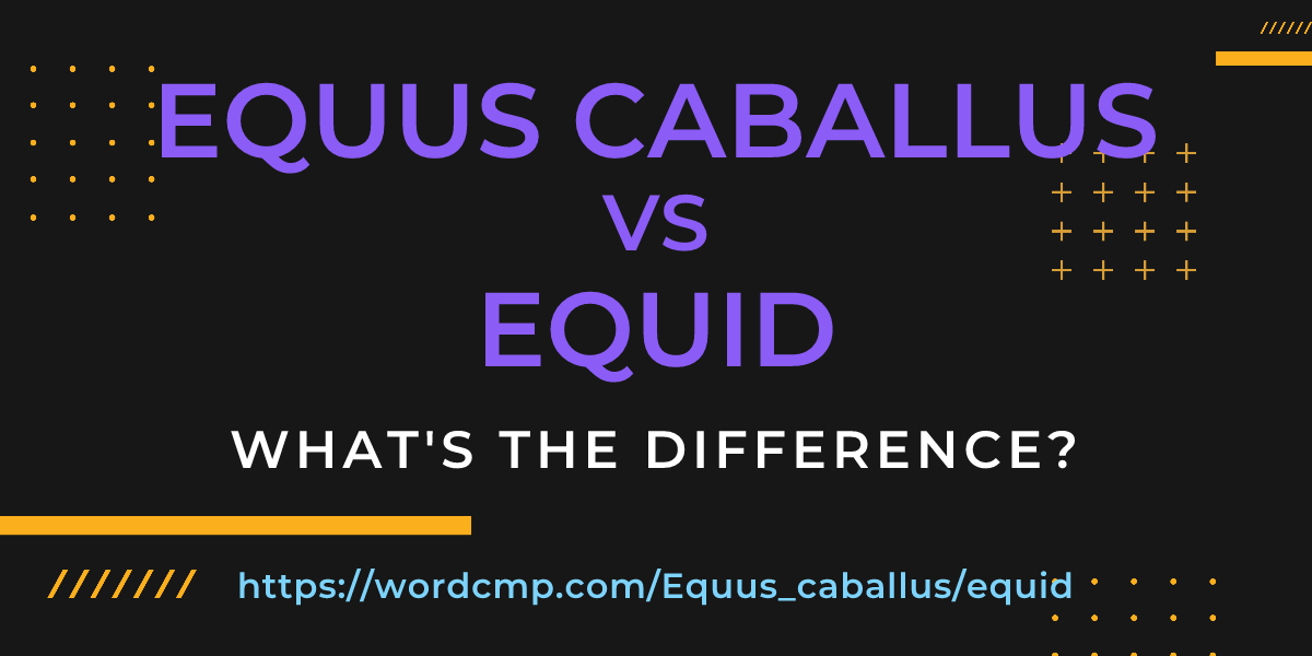Difference between Equus caballus and equid