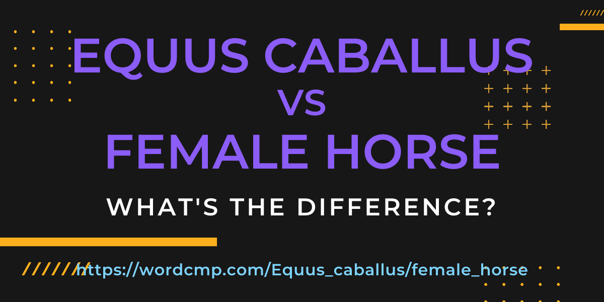 Difference between Equus caballus and female horse