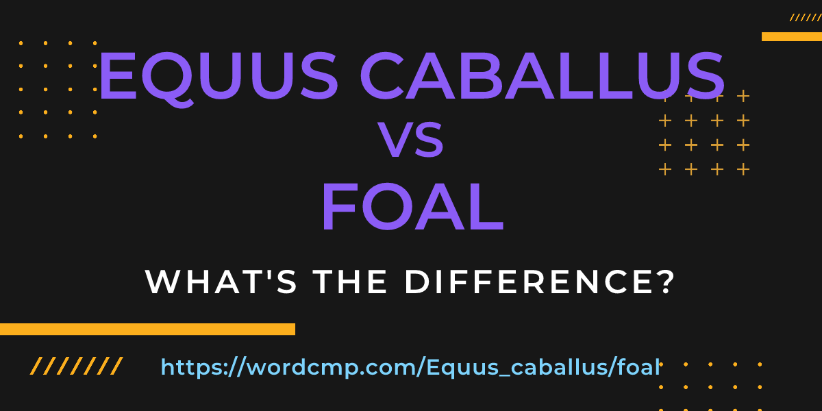 Difference between Equus caballus and foal