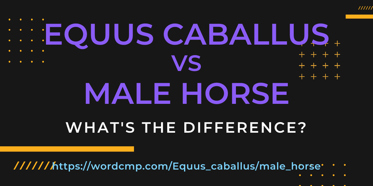 Difference between Equus caballus and male horse