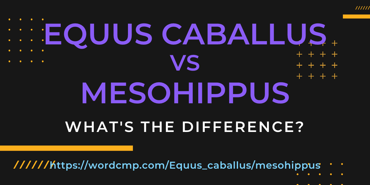 Difference between Equus caballus and mesohippus