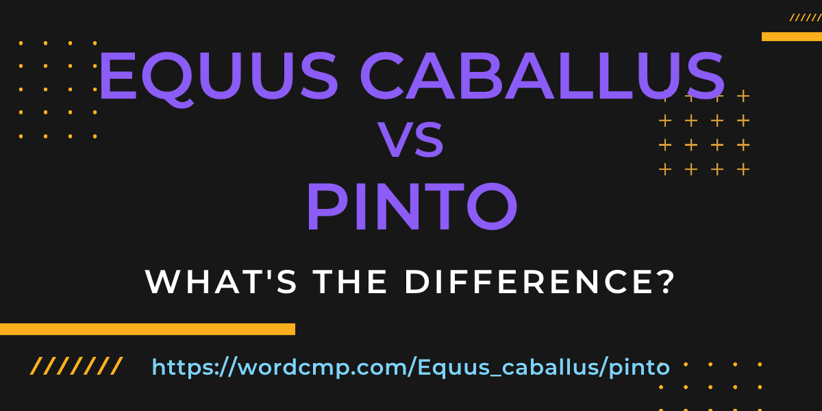 Difference between Equus caballus and pinto