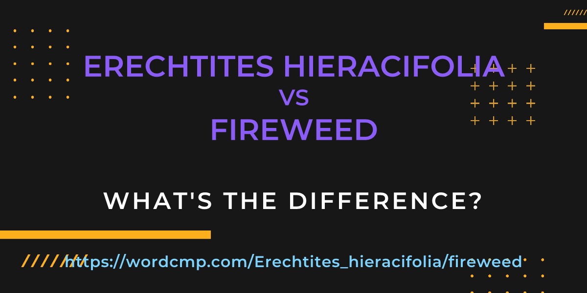 Difference between Erechtites hieracifolia and fireweed