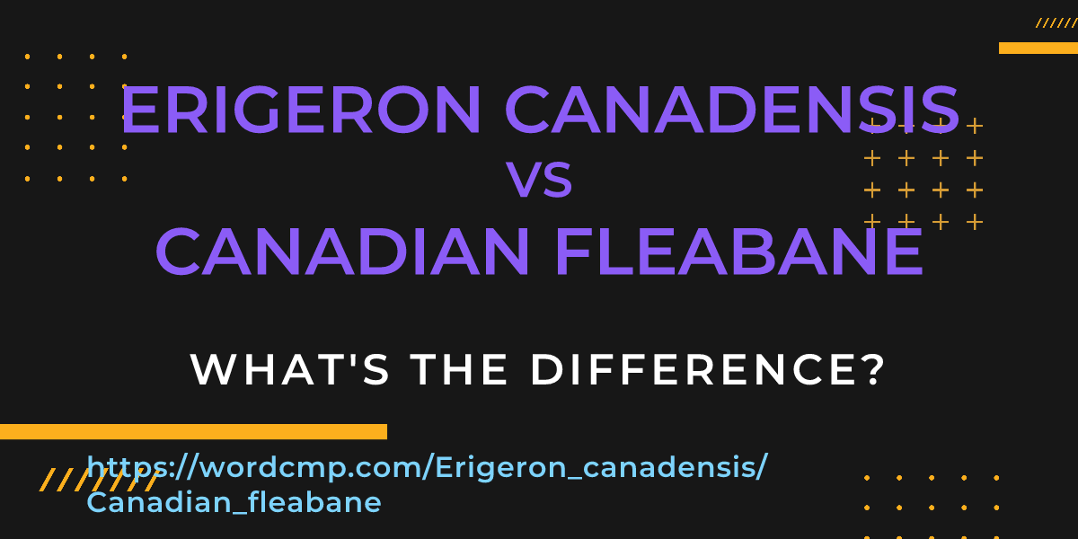 Difference between Erigeron canadensis and Canadian fleabane