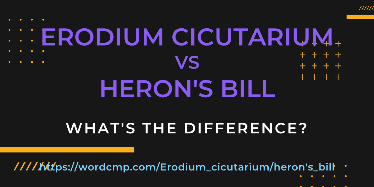 Difference between Erodium cicutarium and heron's bill