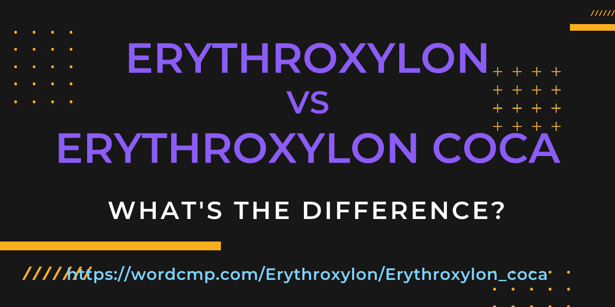 Difference between Erythroxylon and Erythroxylon coca