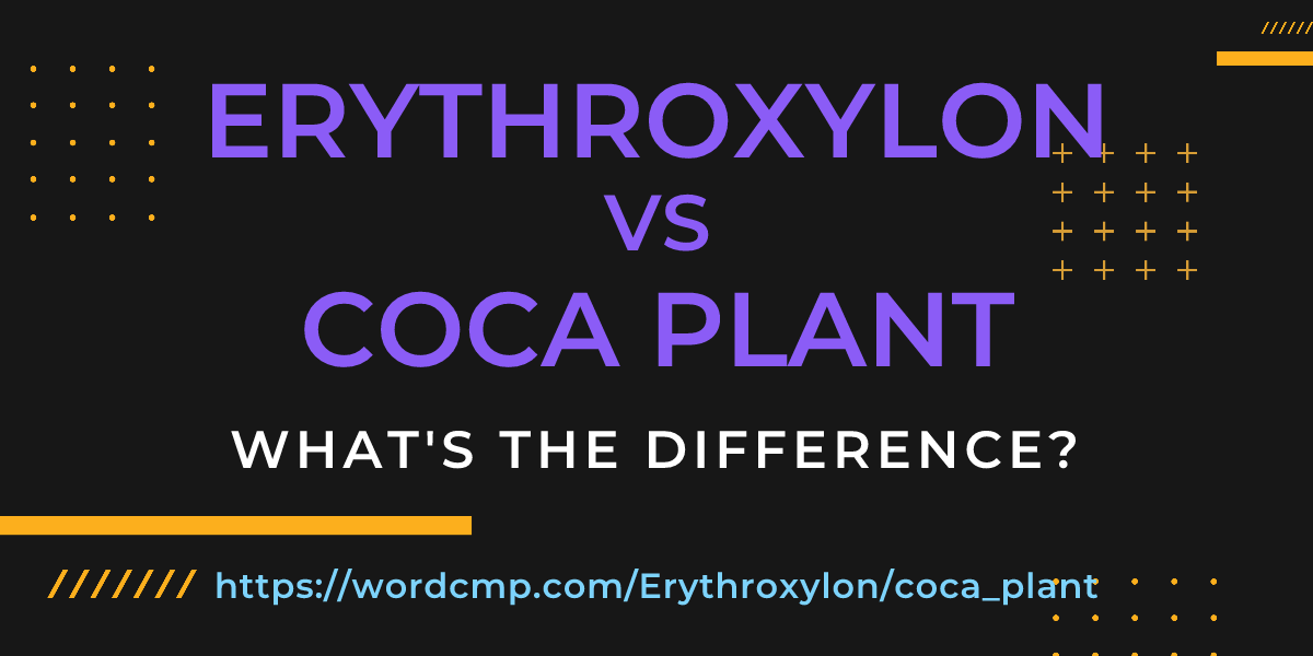 Difference between Erythroxylon and coca plant