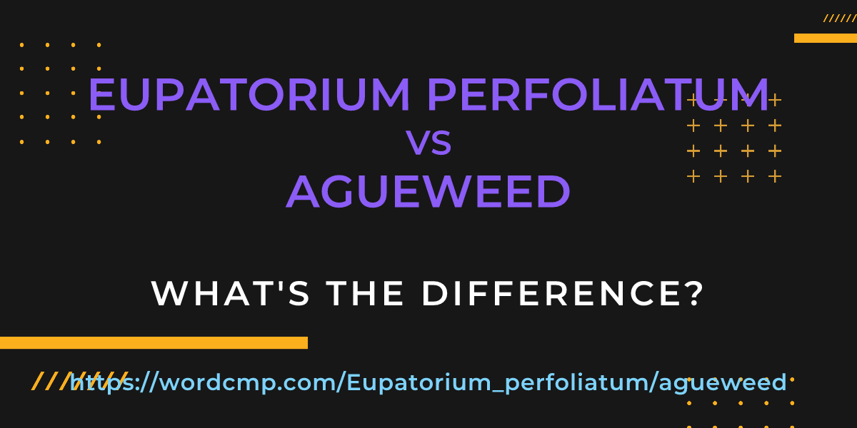 Difference between Eupatorium perfoliatum and agueweed