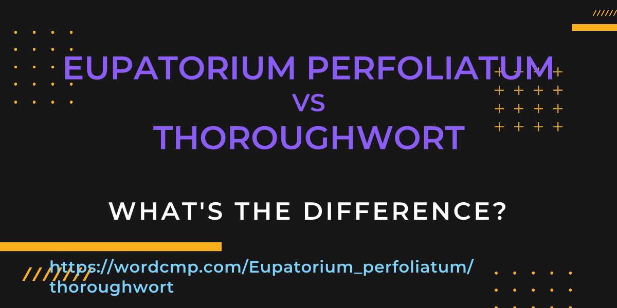 Difference between Eupatorium perfoliatum and thoroughwort