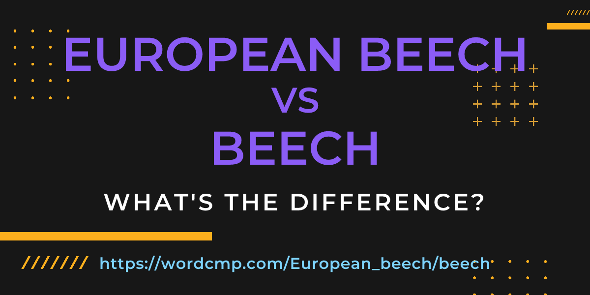 Difference between European beech and beech