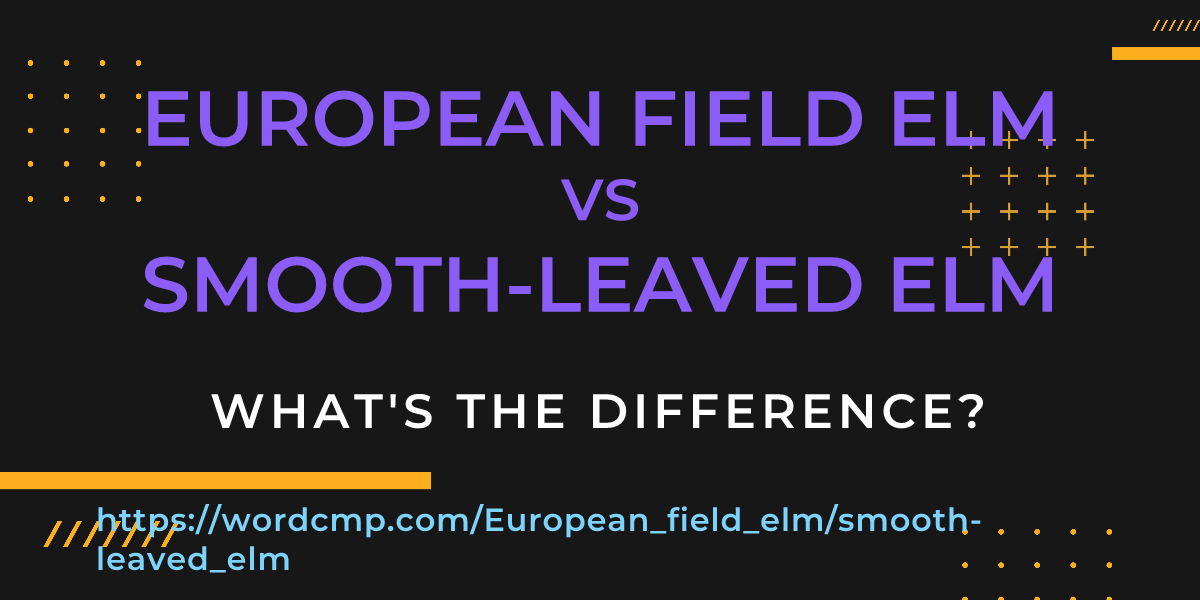 Difference between European field elm and smooth-leaved elm