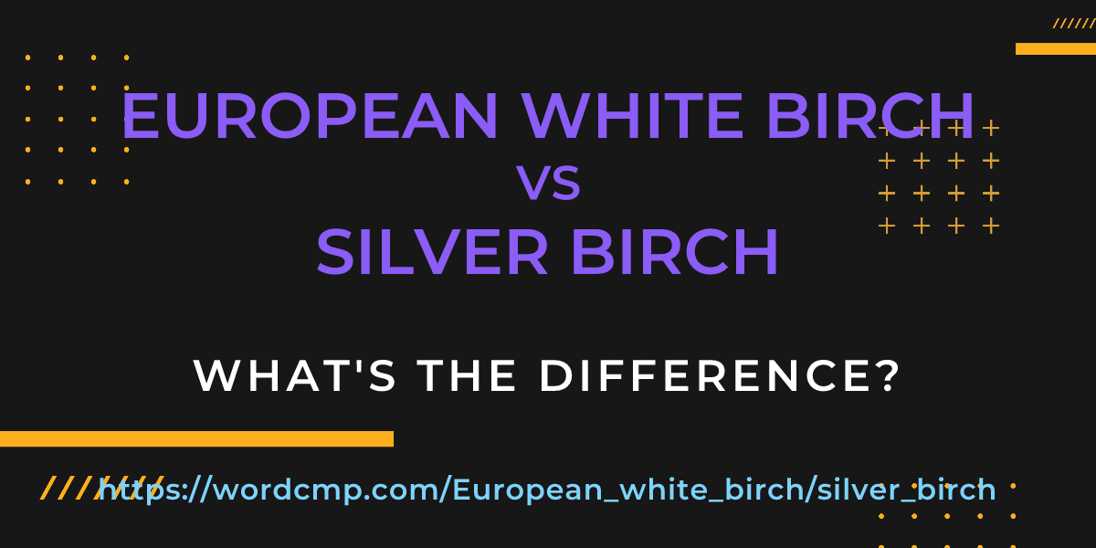 Difference between European white birch and silver birch
