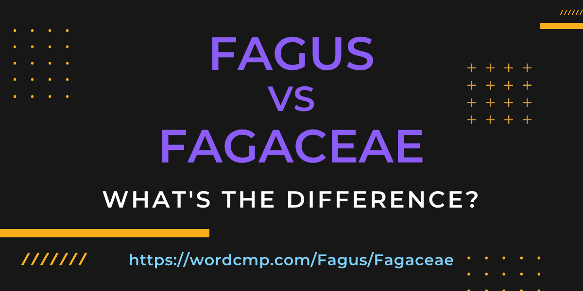 Difference between Fagus and Fagaceae