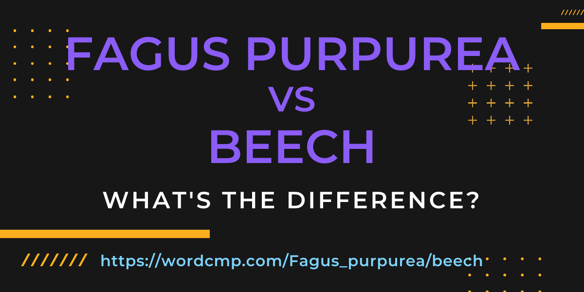 Difference between Fagus purpurea and beech