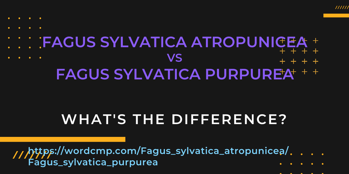 Difference between Fagus sylvatica atropunicea and Fagus sylvatica purpurea