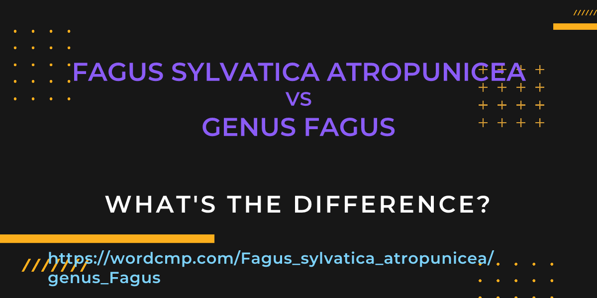Difference between Fagus sylvatica atropunicea and genus Fagus