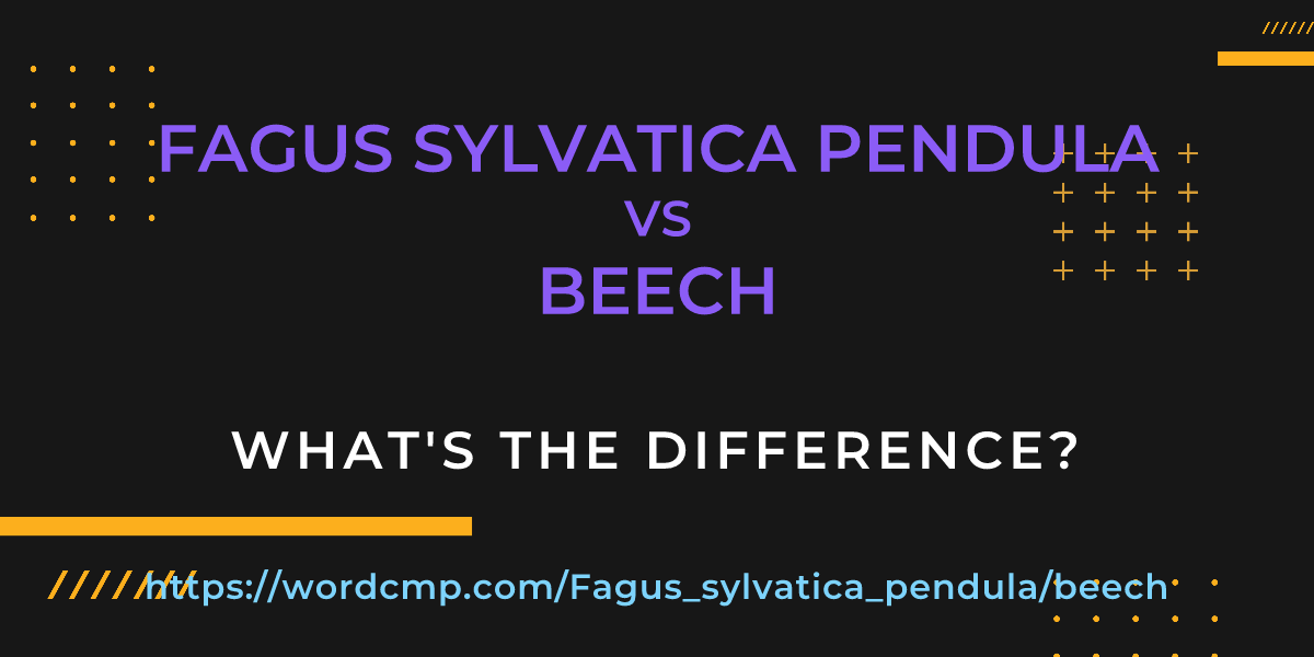 Difference between Fagus sylvatica pendula and beech