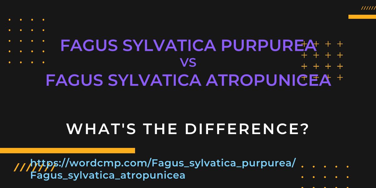 Difference between Fagus sylvatica purpurea and Fagus sylvatica atropunicea
