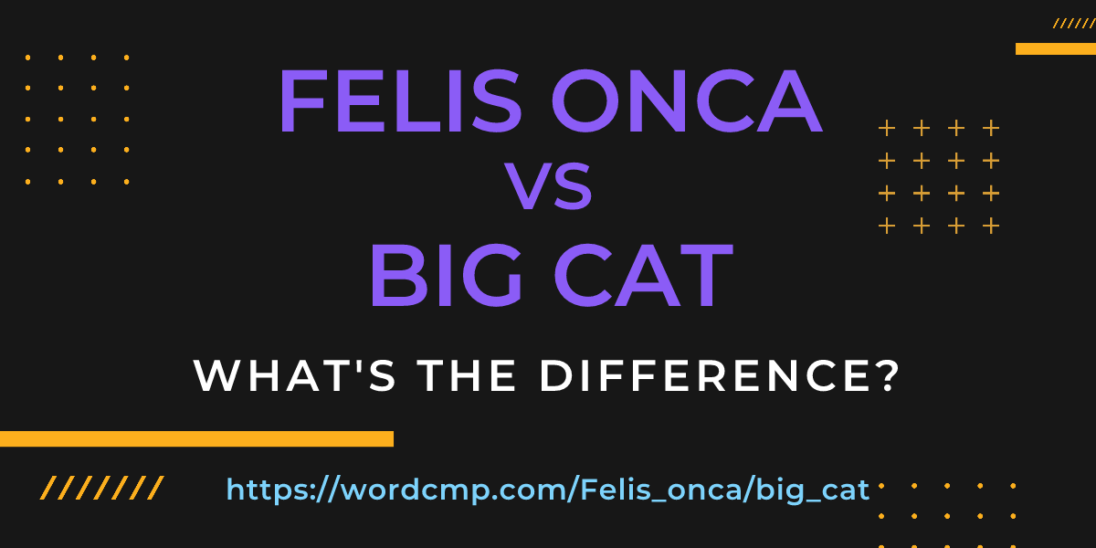 Difference between Felis onca and big cat